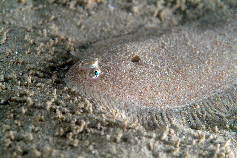 Buglossidium luteum (Risso, 1810)